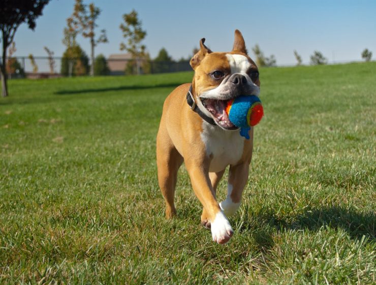 Playing fetch with your dog
