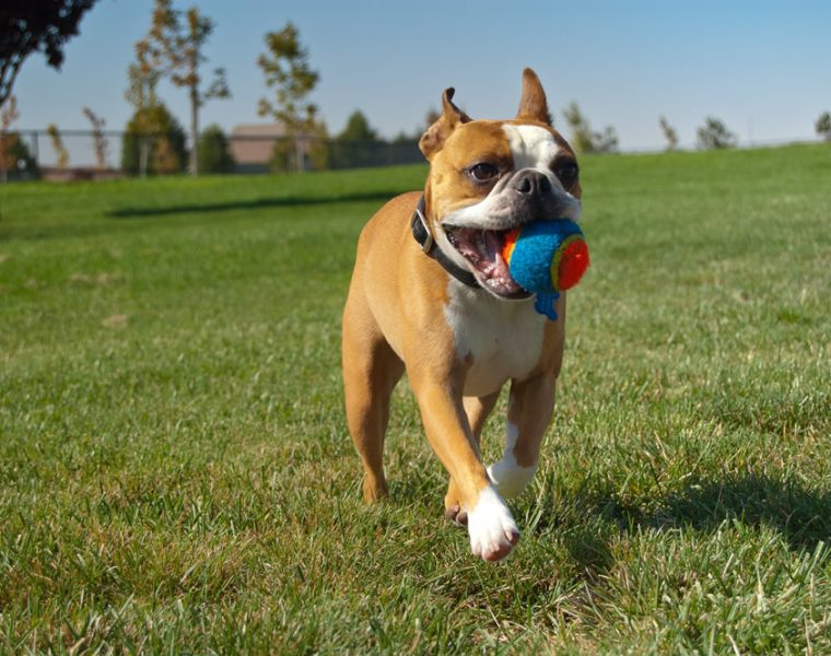 Playing fetch with your dog