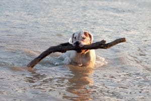 Playing in the water with your dog