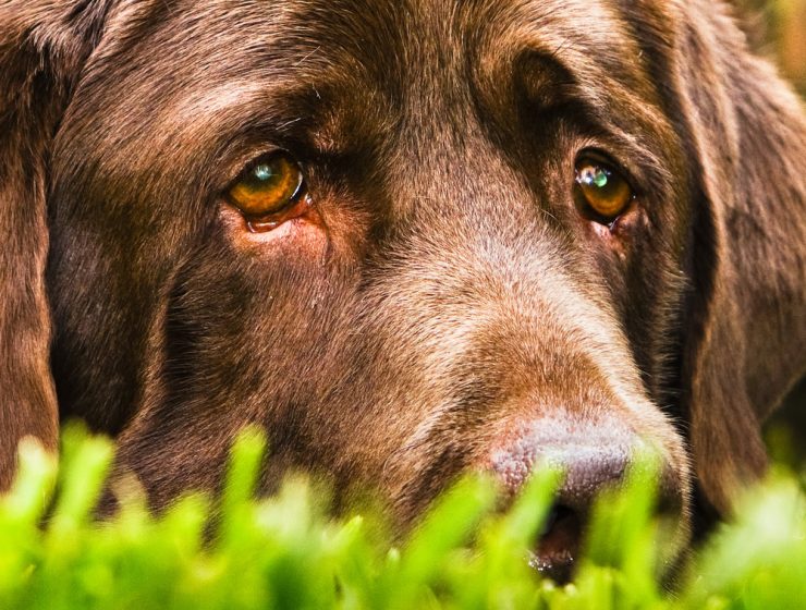 How do dogs see?