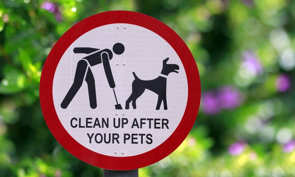 Why Do Dogs Eat Poop?