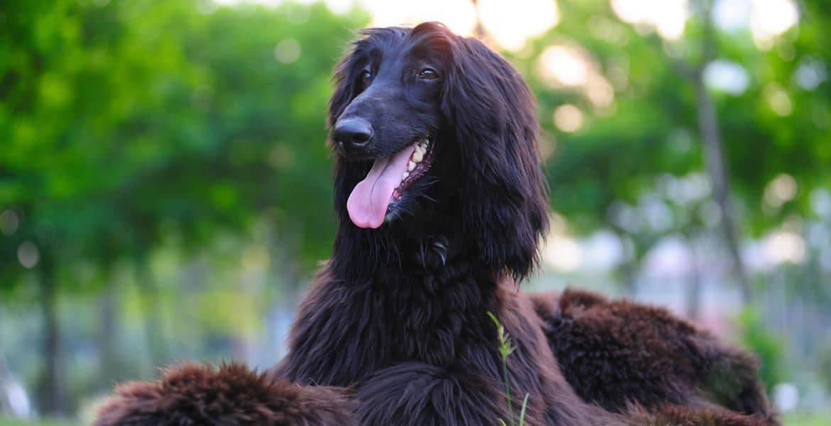 Afghan Hound Portrait