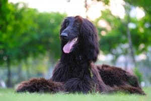 Afghan Hound Portrait