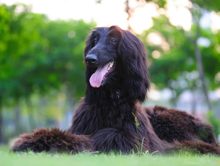 Afghan Hound Portrait
