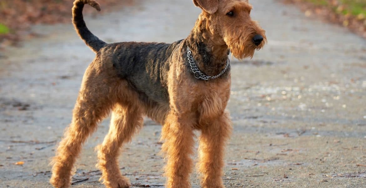 Airedale Terrier Portrait