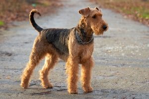 Airedale Terrier Portrait