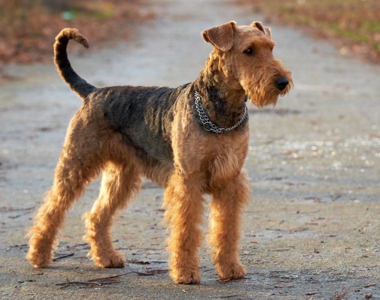 Airedale Terrier Portrait