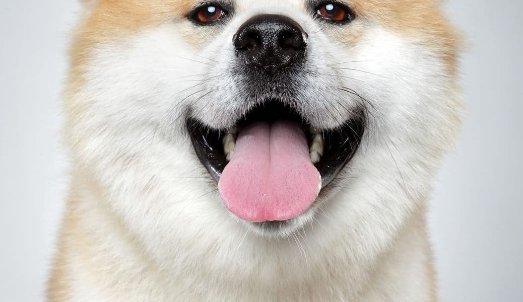 Akita Portrait