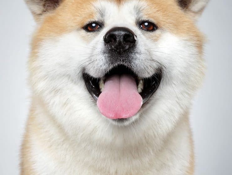 Akita Portrait