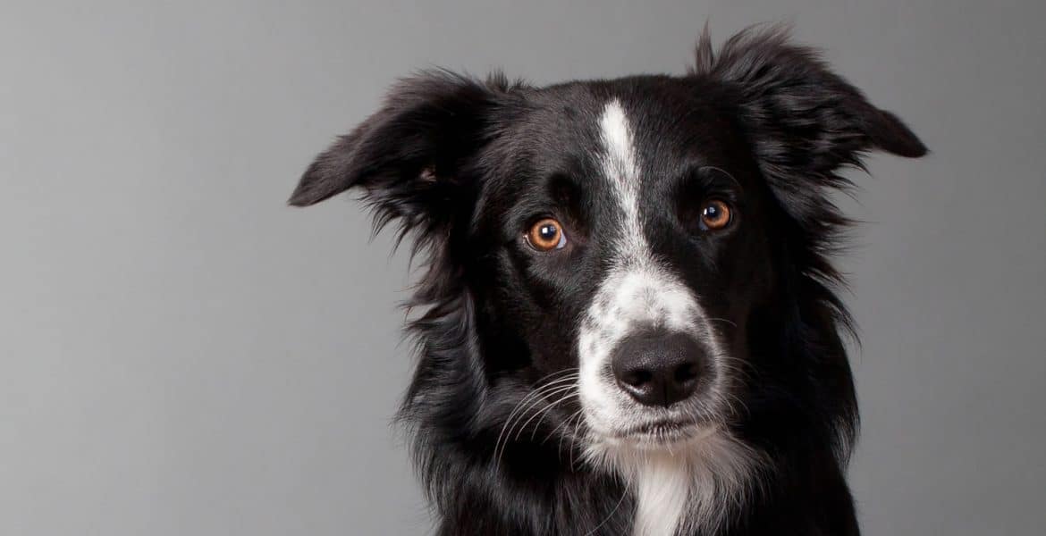 Border Collie Portrait