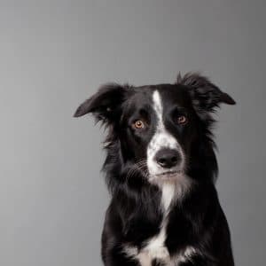 Border Collie Portrait