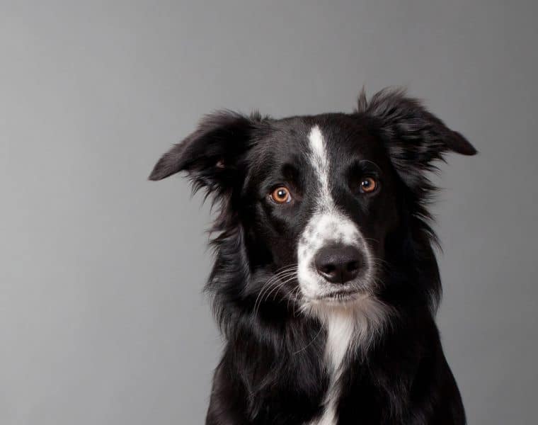 Border Collie Portrait