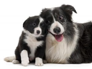 Border Collie Portrait