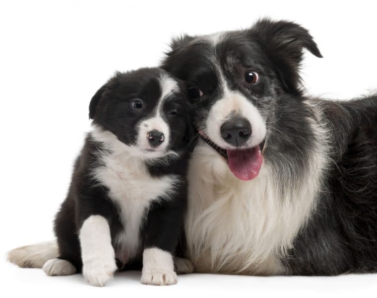 Border Collie Portrait