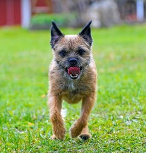 Border Terrier