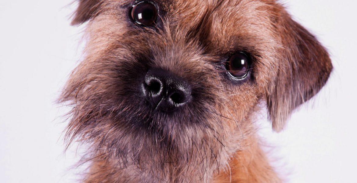 Border Terrier