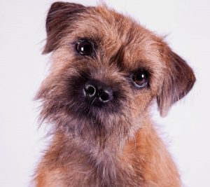 Border Terrier