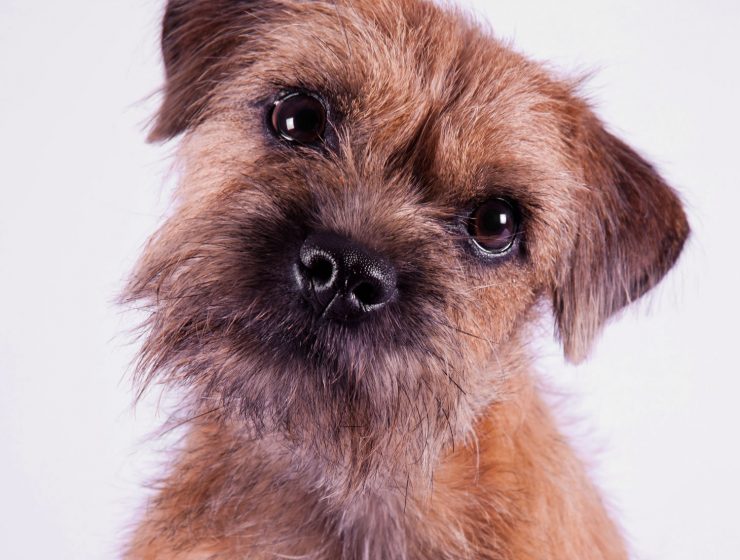 Border Terrier