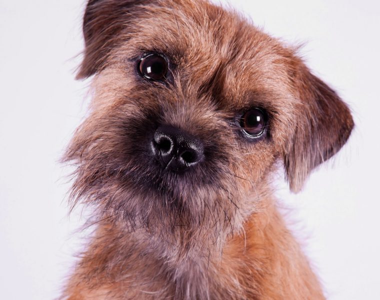 Border Terrier