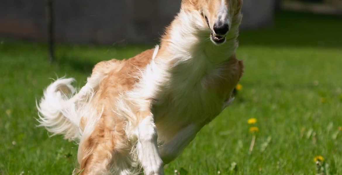 Borzoi