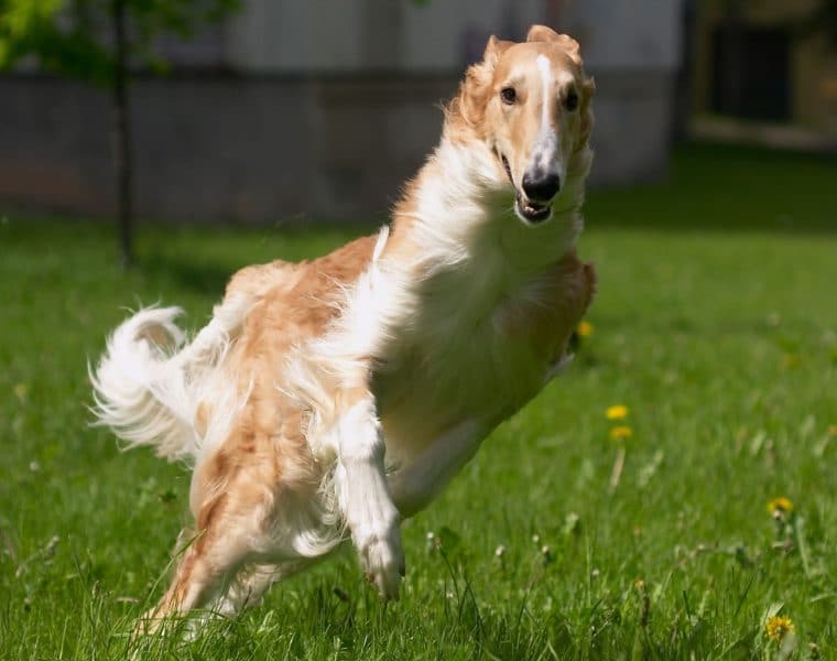 Borzoi