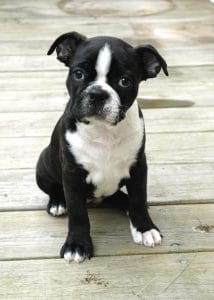 Boston Terrier Portrait