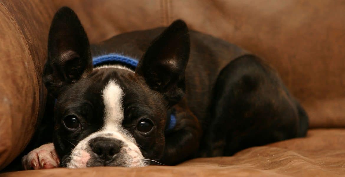 Boston Terrier Portrait