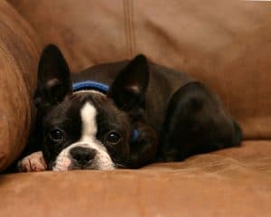 Boston Terrier Portrait