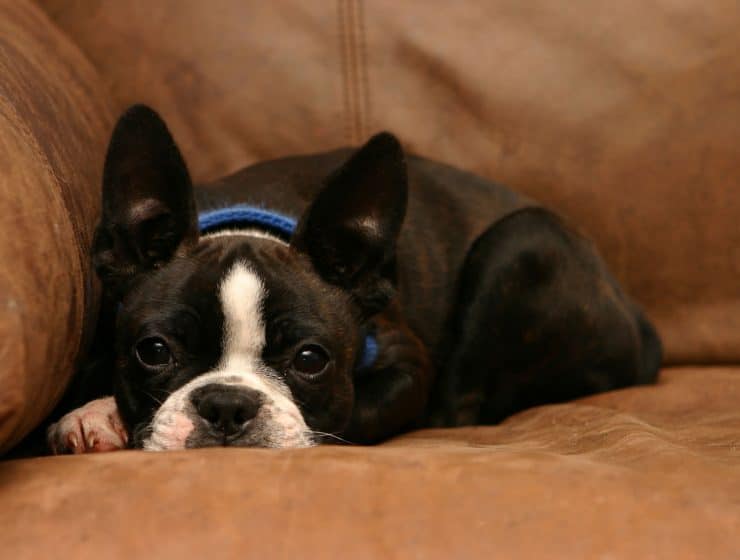 Boston Terrier Portrait