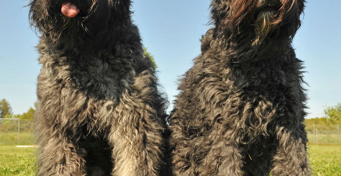 Bouvier Des Flandres