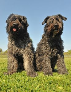 Bouvier Des Flandres