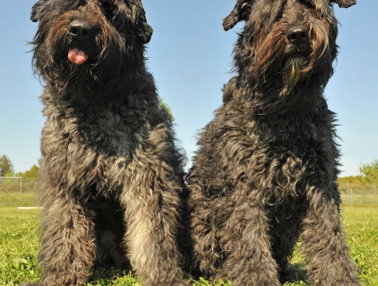 Bouvier Des Flandres