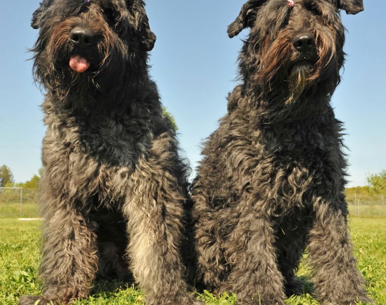 Bouvier Des Flandres