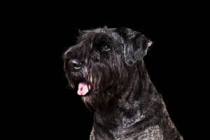 Bouvier Des Flandres