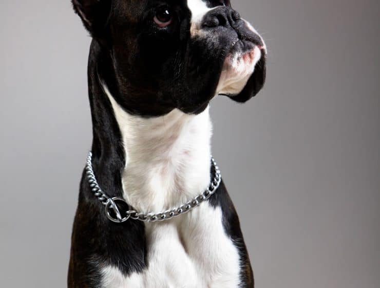 Boxer Portrait