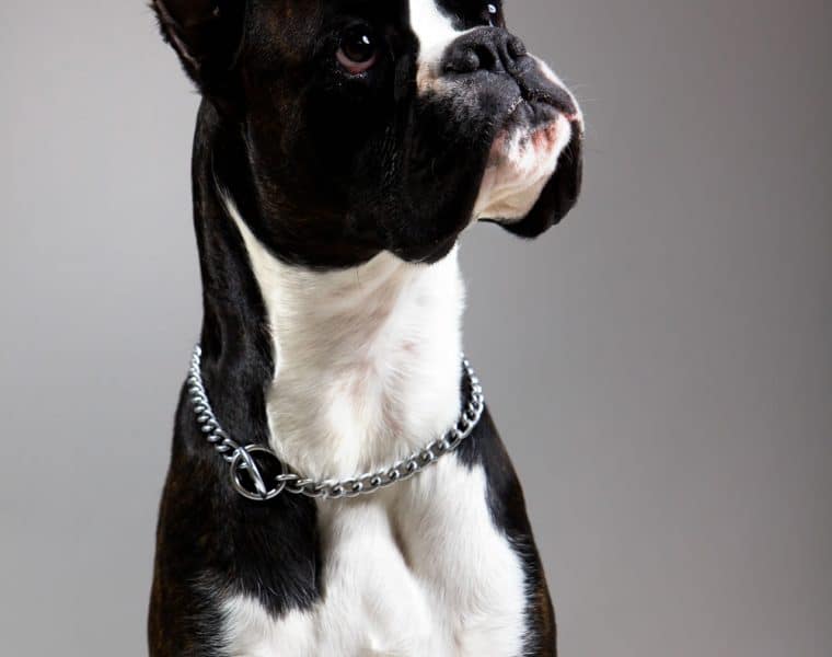 Boxer Portrait