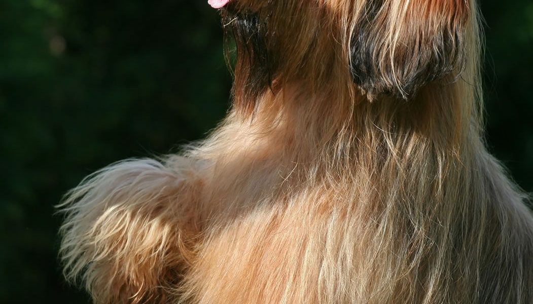 Briard Portrait