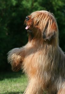 Briard Portrait