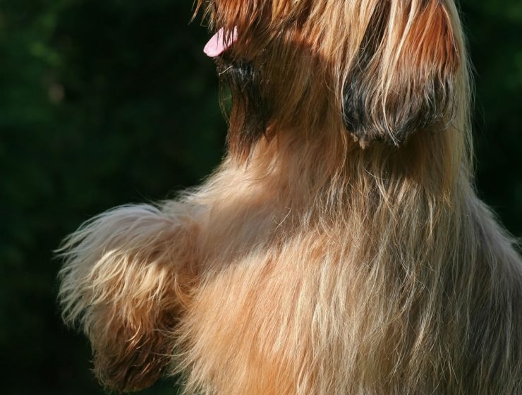Briard Portrait