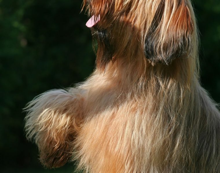 Briard Portrait