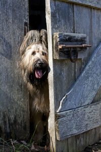 Briard Portrait