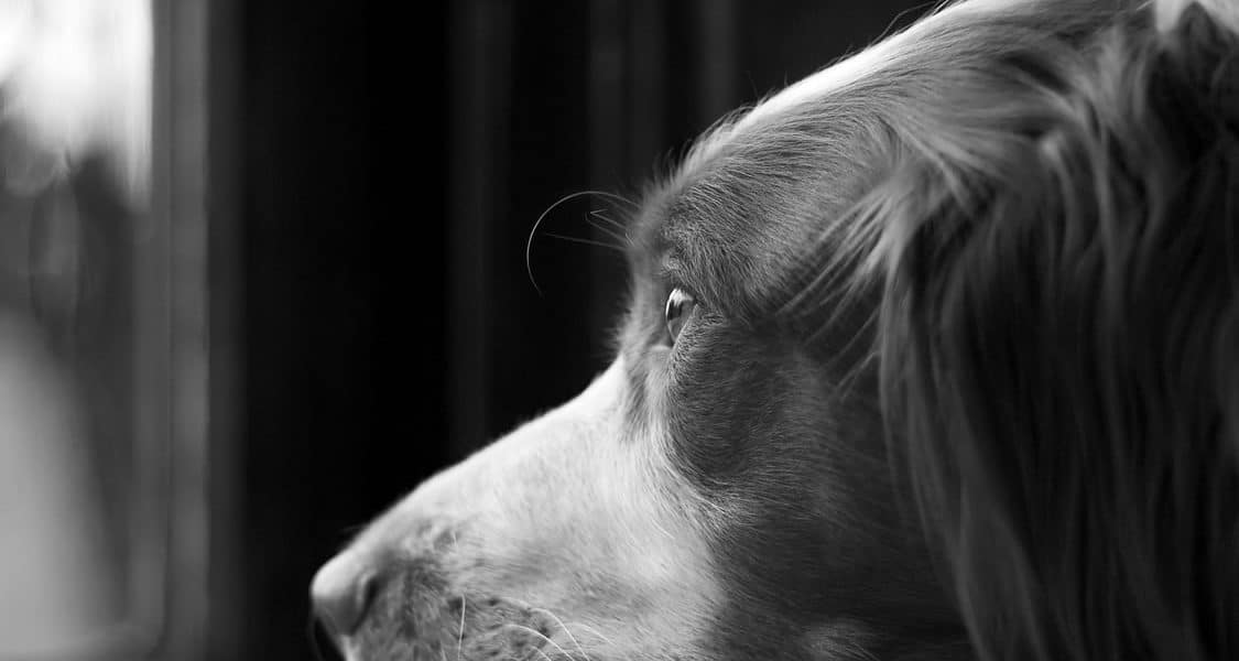 Brittany Spaniel