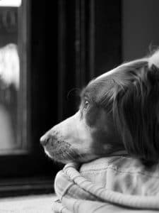 Brittany Spaniel