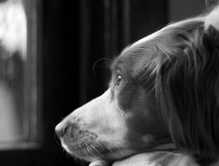 Brittany Spaniel