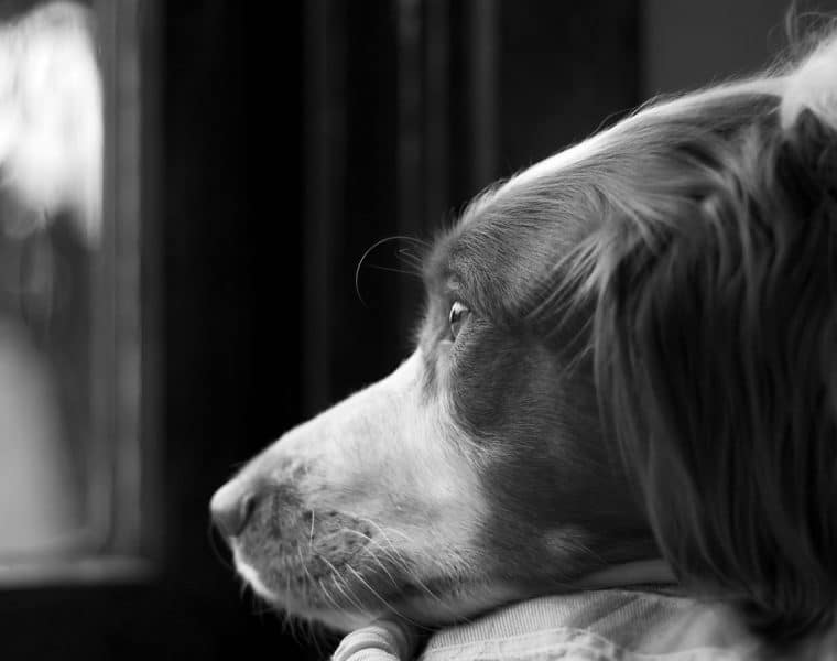 Brittany Spaniel