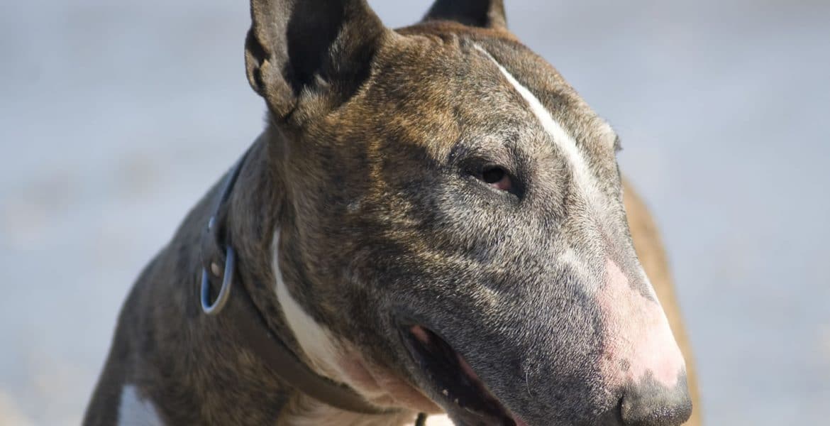 Bull Terrier