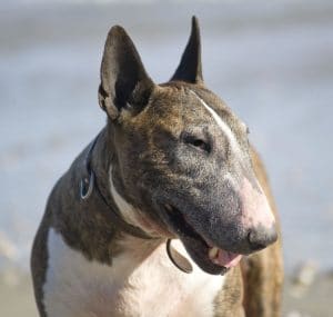 Bull Terrier