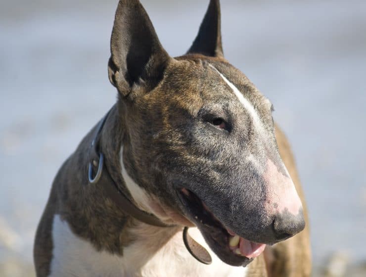 Bull Terrier