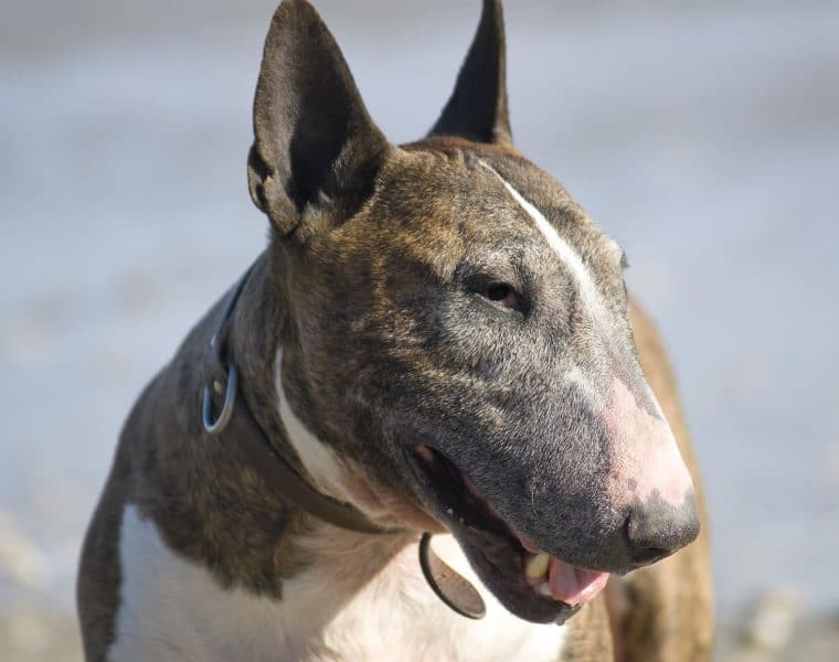 Bull Terrier