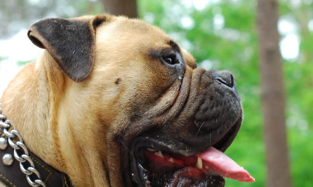 Bullmastiff